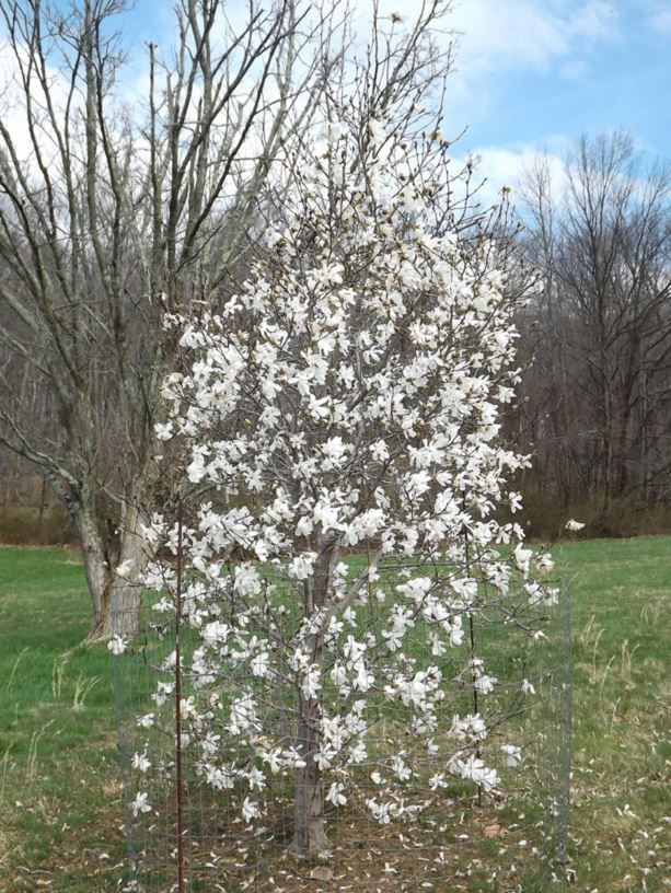 Magnolia × loebneri 'White Stardust' - White Stardust Loebner magnolia