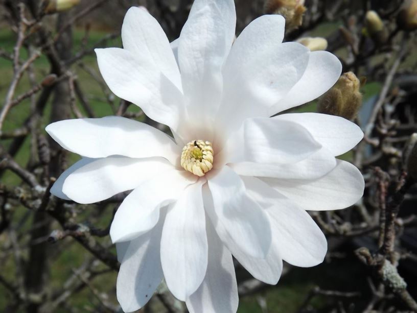 Magnolia × loebneri 'Encore' - Encore Loebner magnolia