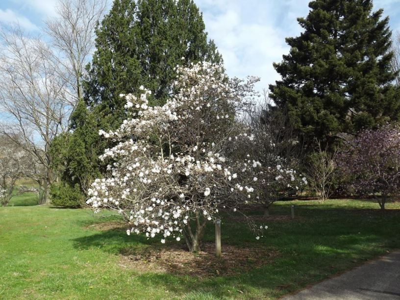 Magnolia 'Spring Joy' - Spring Joy magnolia