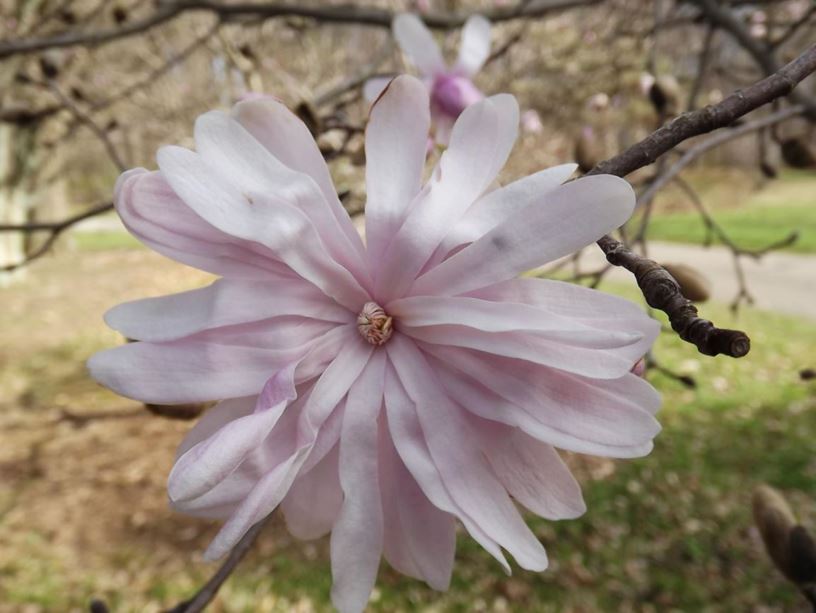 Magnolia stellata 'Dawn' - Dawn star magnolia