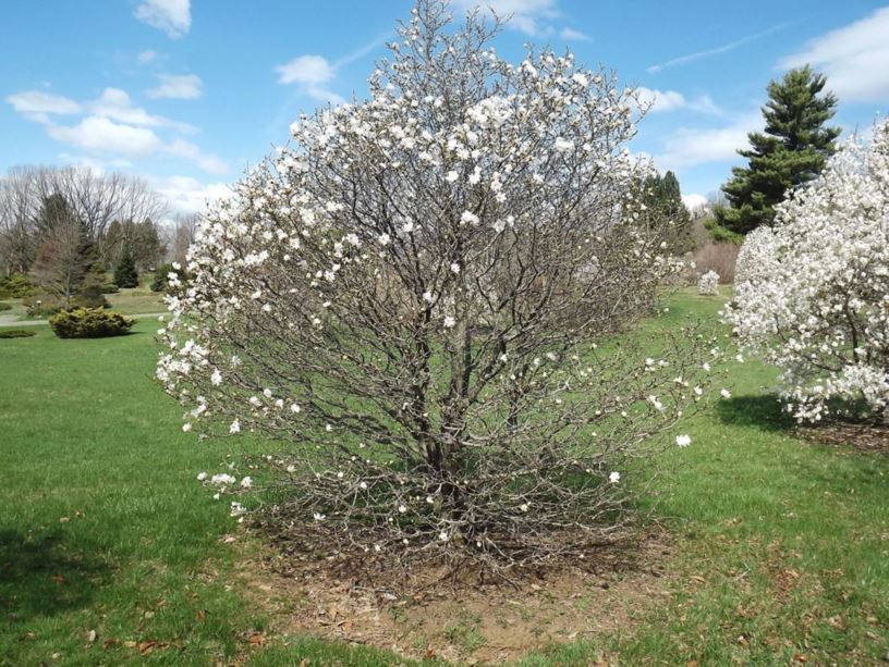 Magnolia stellata 'Two Stones' - Two Stones star magnolia