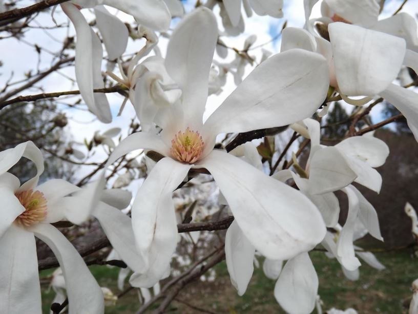 Magnolia 'Wada's Memory' - Wada's Memory magnolia