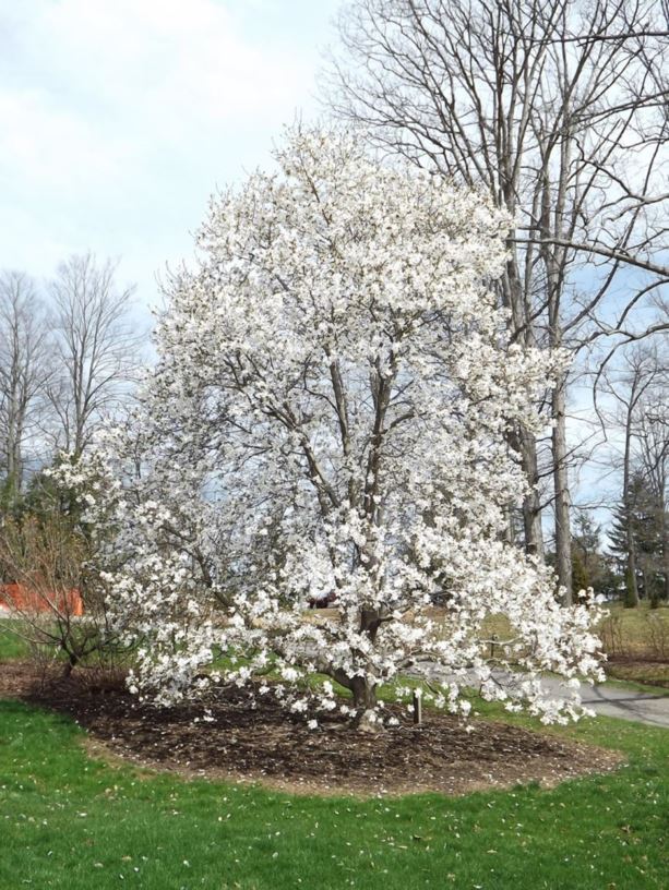 Magnolia × loebneri 'Merrill' - Merrill Loebner magnolia