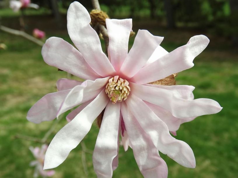 Magnolia stellata 'Rubra' - red star magnolia