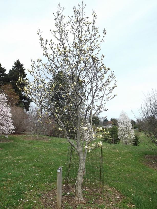 Magnolia 'Ivory Chalice' Ivory Chalice magnolia The Dawes Arboretum