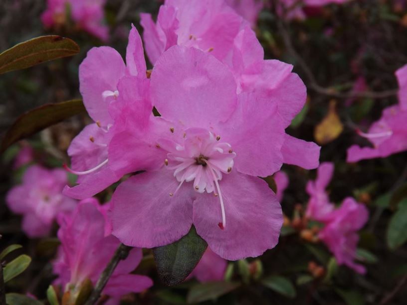 Rhododendron 'April Song' - April Song rhododendron | The Dawes Arboretum