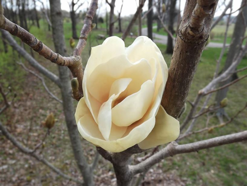 Magnolia 'Gold Cup' - Gold Cup magnolia