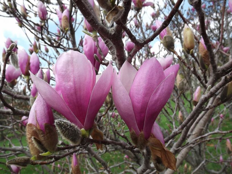 Magnolia × soulangeana 'Big Pink' - Big Pink saucer magnolia