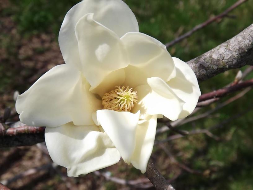 Magnolia 'Sun Ray' - Sun Ray magnolia