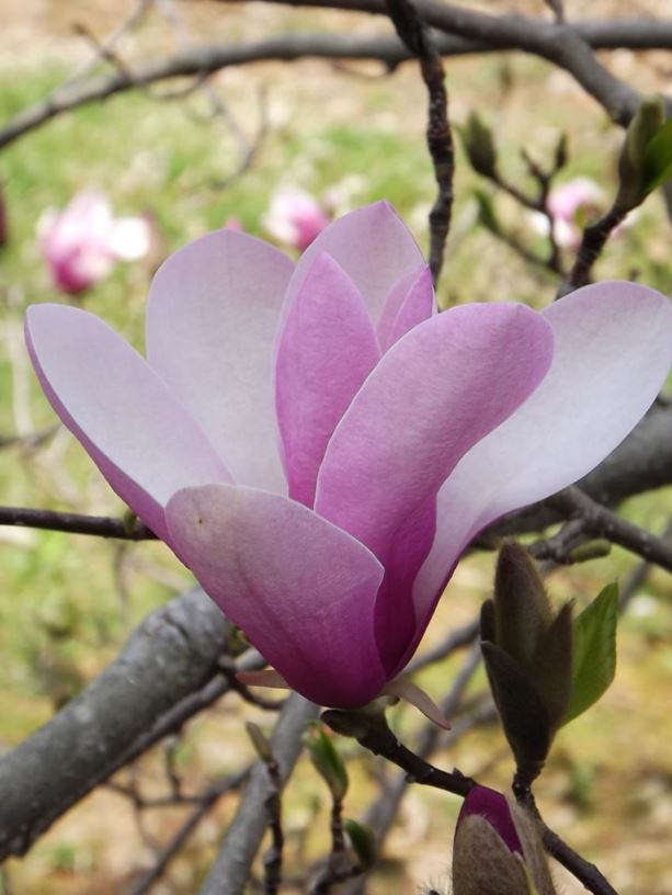 Magnolia 'Jane' - Jane magnolia | The Dawes Arboretum