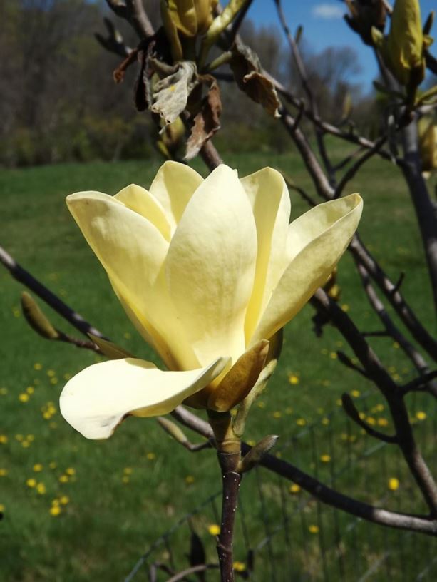 Magnolia 'Golden Sun' - Golden Sun magnolia