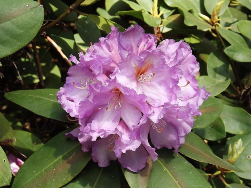 Rhododendron 'Dexter's Purple' - Dexter's Purple rhododendron | The ...