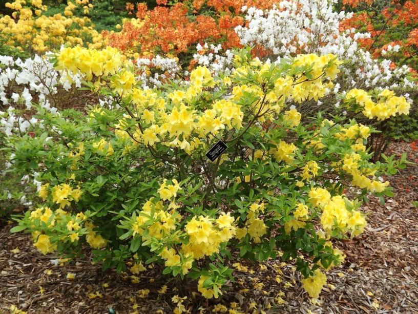 Rhododendron 'Sham's Yellow' - Sham's Yellow azalea | The Dawes Arboretum