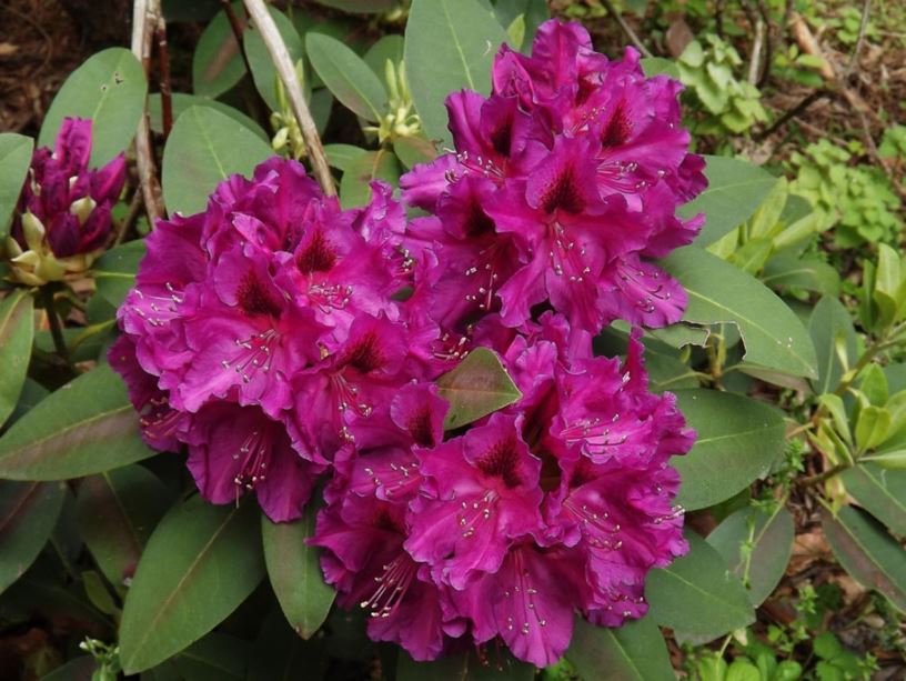 Rhododendron 'Dorothy Amateis' - Dorothy Amateis rhododendron | The ...