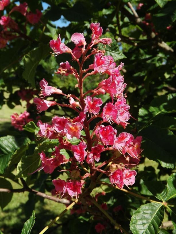 Aesculus × carnea 'O'Neill Red' - O'Neill Red red horse-chestnut