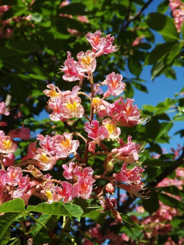 Aesculus × carnea 'Fort McNair' - Fort McNair red horse-chestnut | The ...