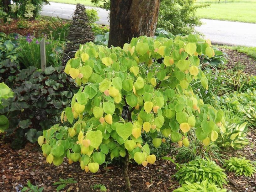Cercis canadensis 