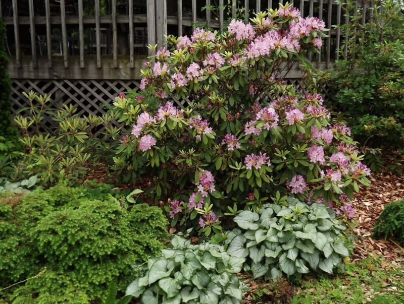 Rhododendron maximum 'Independence' - Independance rosebay rhododendron ...