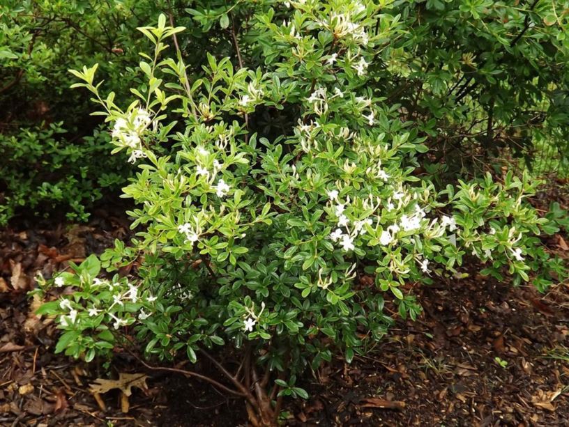 Rhododendron viscosum - swamp azalea, clammy azalea | The Dawes Arboretum