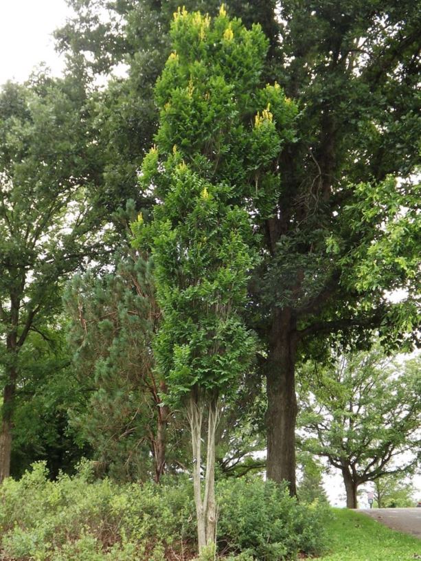 Koelreuteria paniculata 'Fastigiata' - Columnar goldenrain-tree