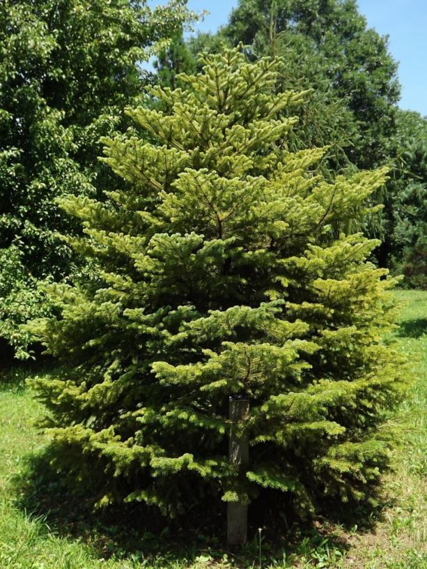 Abies cephalonica - Greek fir | The Dawes Arboretum