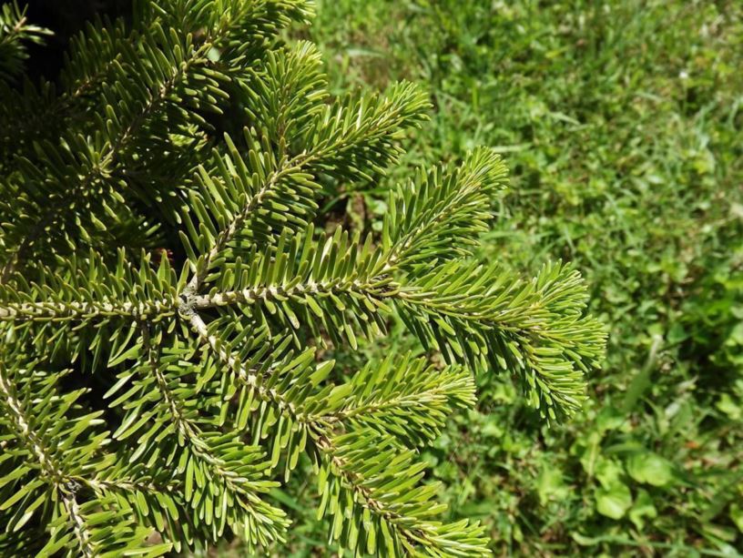 Abies cephalonica Greek fir The Dawes Arboretum