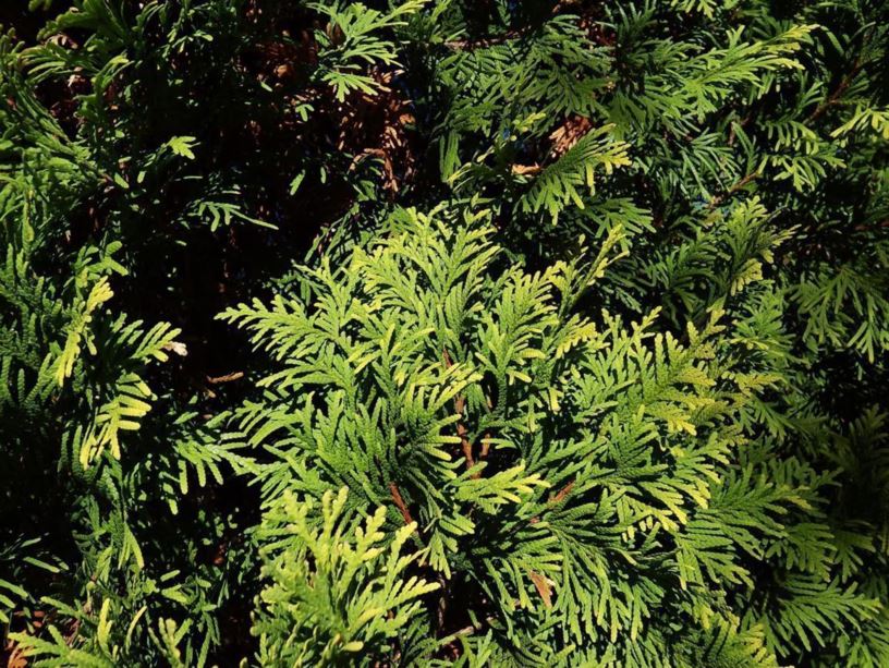 Thuja occidentalis 'Douglasii Aurea' - Douglas golden American arborvitae