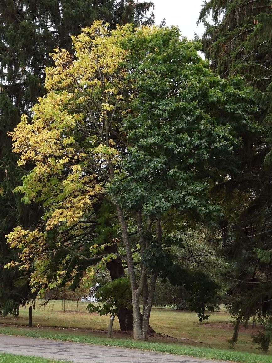 Magnolia × soulangeana 'Verbanica' Verbanica saucer magnolia The