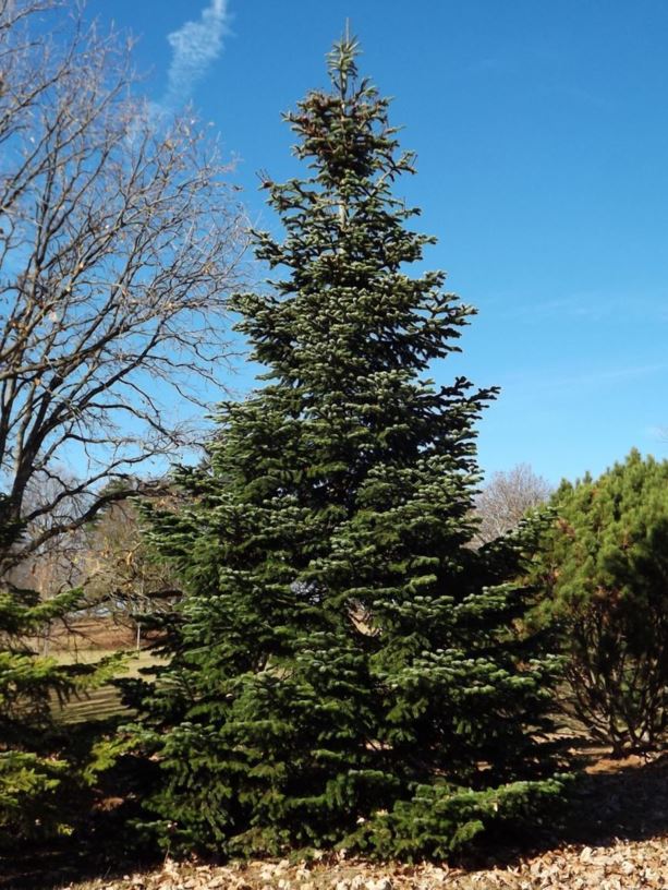 Abies sp. - fir | The Dawes Arboretum
