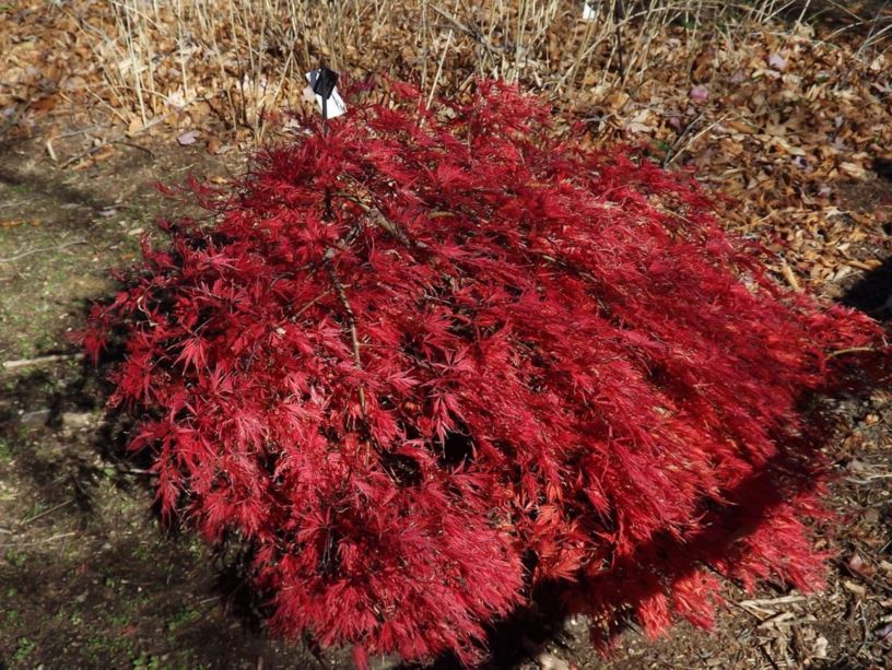 Acer palmatum (Dissectum Group) 'Pendulum Julian' Pendulum Julian