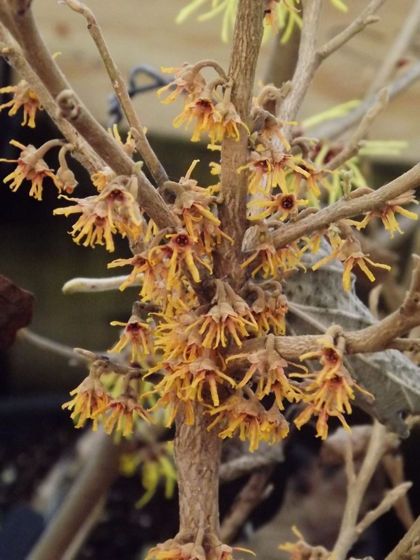 Hamamelis vernalis 'Quasimodo' - Quasimodo vernal witch-hazel