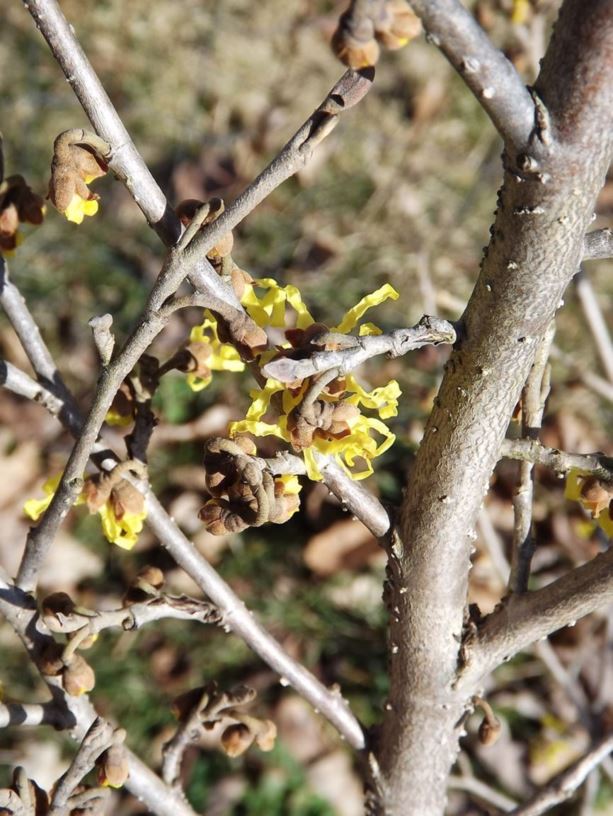 Hamamelis japonica 'Canary Yellow' - Canary Yellow Japanese witch-hazel