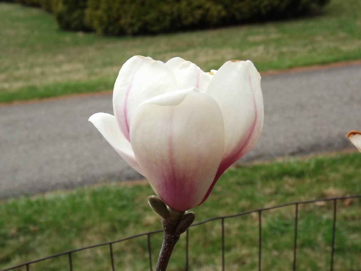 Magnolia denudata 'Purple Eye' - Purple Eye yulan magnolia