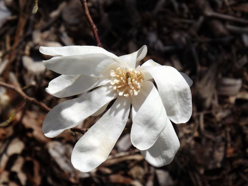 Magnolia × loebneri 'Star Bright' - Star Bright Loebner magnolia