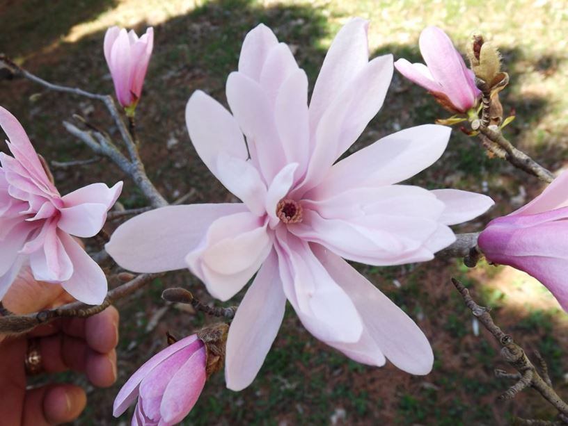 Magnolia stellata 'Jane Platt' - Jane Platt star magnolia