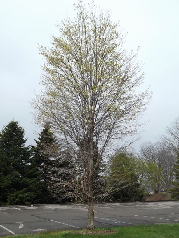 Acer Saccharum Caddo Caddo Sugar Maple The Dawes Arboretum