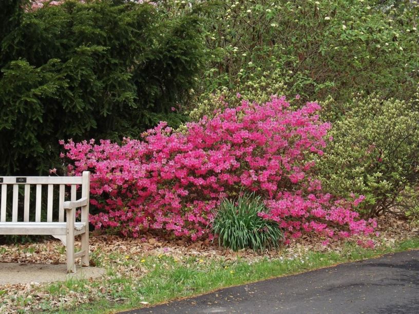 Rhododendron 'Boudoir' - Boudoir azalea | The Dawes Arboretum