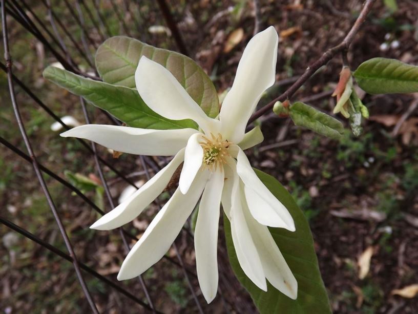 Magnolia 'Gold Star' - Gold Star magnolia