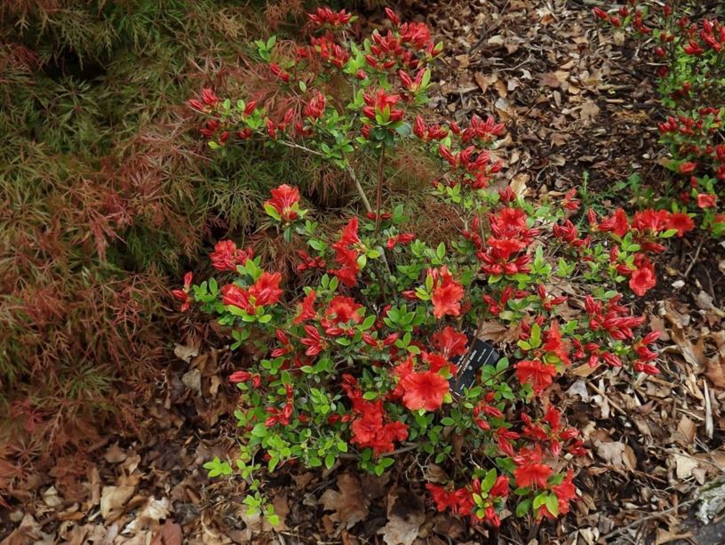 Rhododendron 'Girard Scarlet' - Girard Scarlet azalea | The Dawes Arboretum