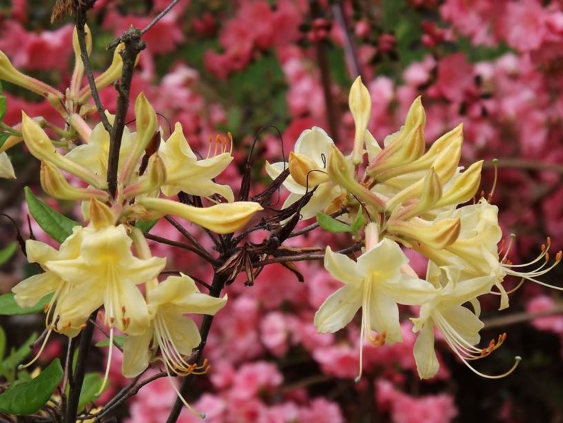 Rhododendron austrinum - Florida azalea, orange azalea, Florida flame ...