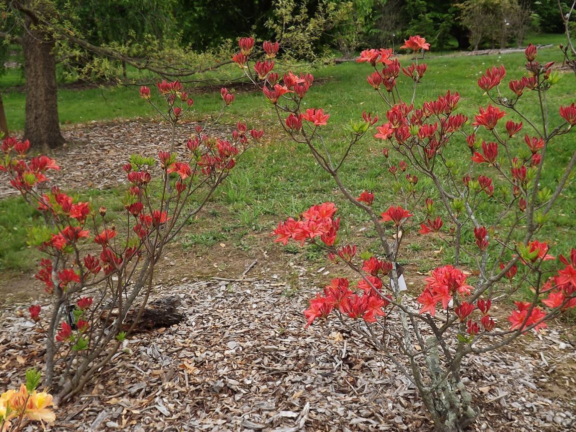 Rhododendron 'Warpaint' - Warpaint azalea | The Dawes Arboretum