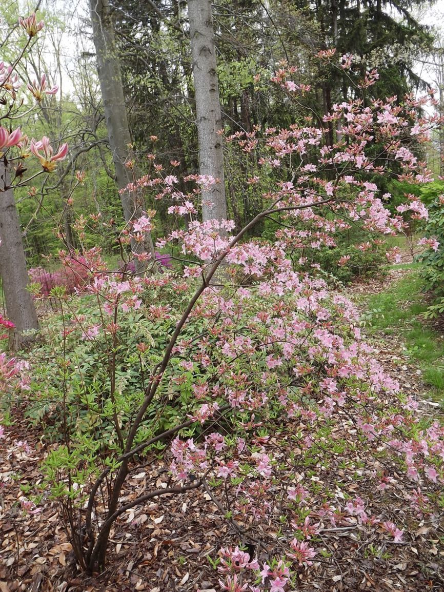 Rhododendron periclymenoides × R. prinophyllum - pinxterbloom azalea ...