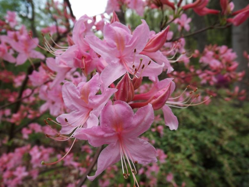 Rhododendron periclymenoides × R. prinophyllum - pinxterbloom azalea ...
