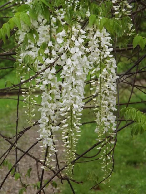 Wisteria floribunda 'Shiro Noda' - Shiro Noda Japanese wisteria