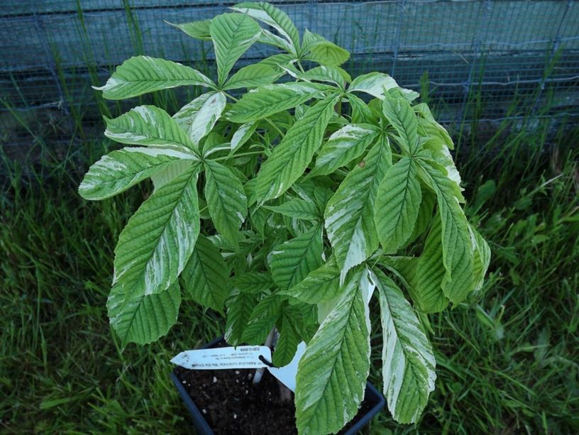 Aesculus turbinata 'Marble Chip' Marble Chip Japanese horsechestnut