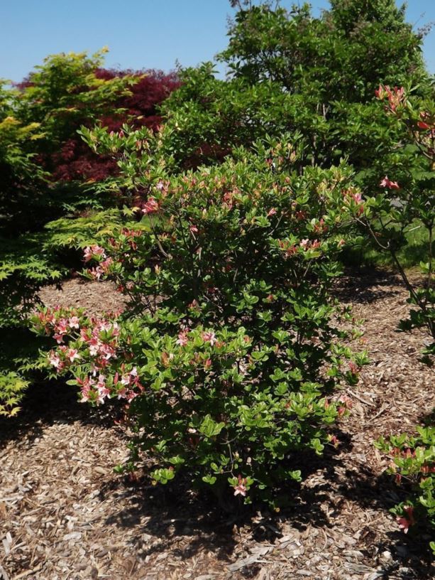 Rhododendron 'Antilope' - Antilope azalea | The Dawes Arboretum