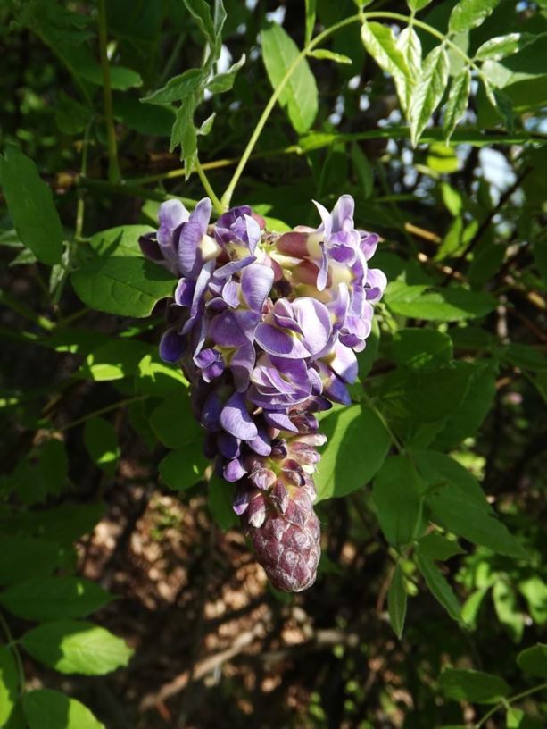 Wisteria frutescens 'Amethyst Falls' - Amethyst Falls American wisteria