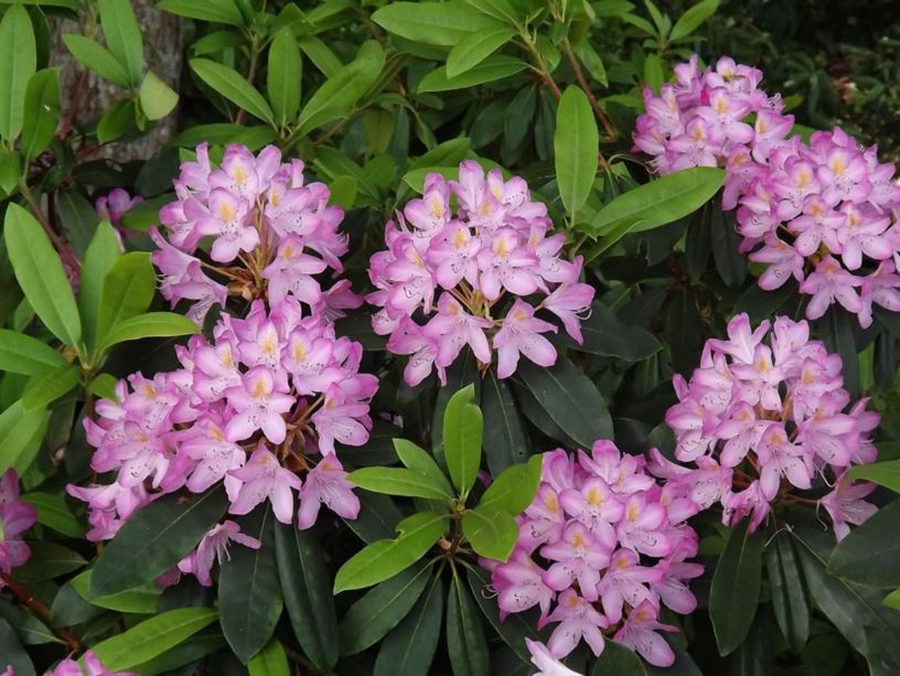 Compact Maximum Rhododendron Rhododendron (maximum hybrid) - rhododendron | The Dawes Arboretum
