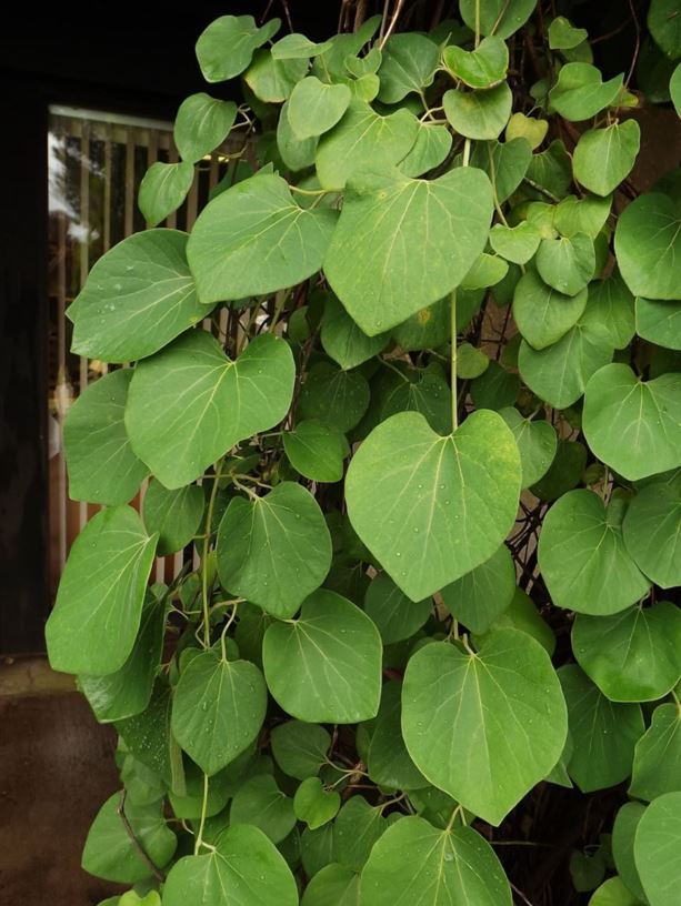 Aristolochia tomentosa - woolly pipevine | The Dawes Arboretum