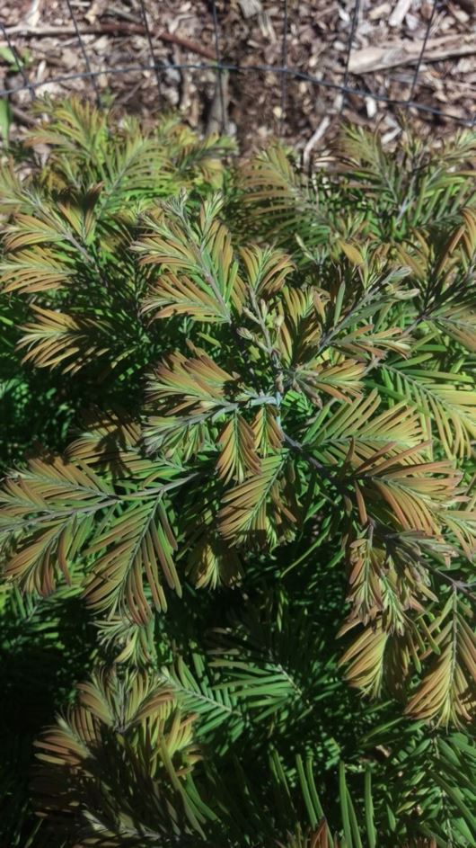 Metasequoia glyptostroboides 'Daweswood Tawny Fleece' Daweswood Tawny